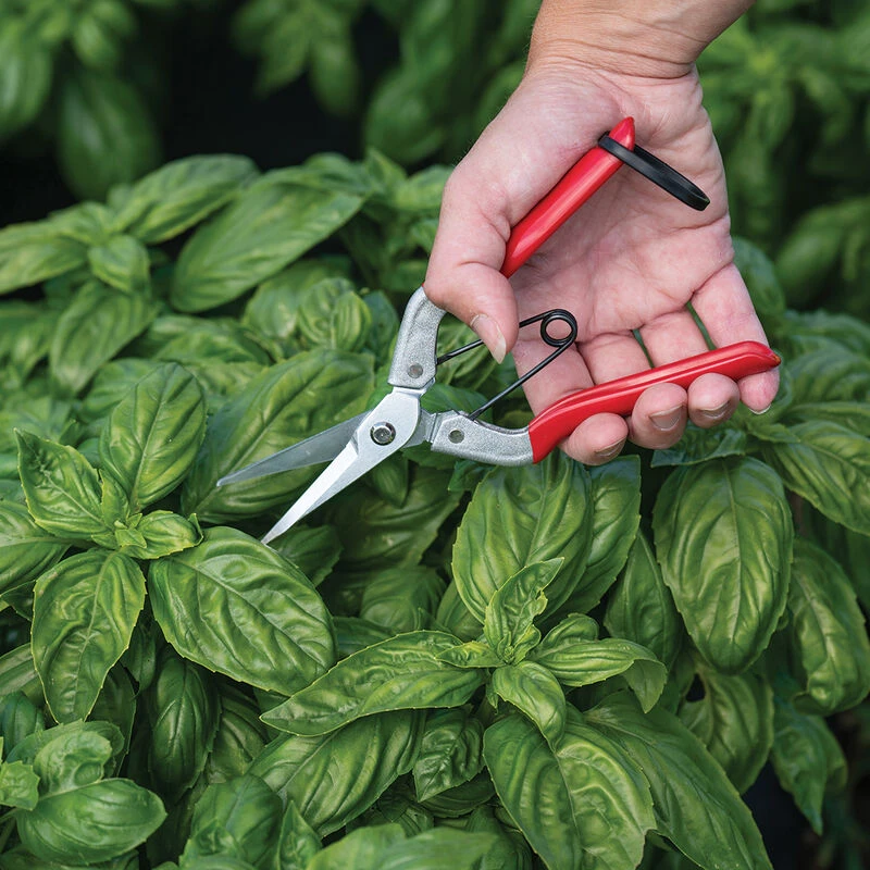 Johnny's Needle Nose Shears 2 Johnny's Needle Nose Shears - Image 2