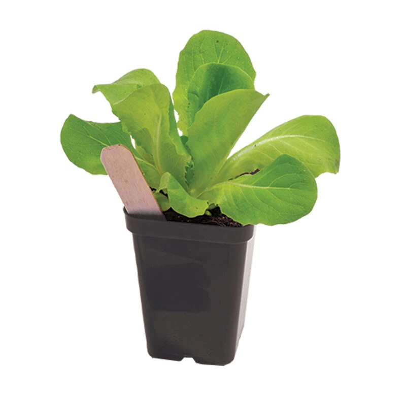 Polypro 2.5" Insert Pots – Black, 8 Count 2 Polypro 2.5" Insert Pots – Black, 8 Count - Image 2