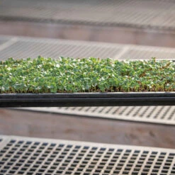 Microgreens Reservoir Tray -Garden Care Shop 06797 03 microgreensgrowingtray