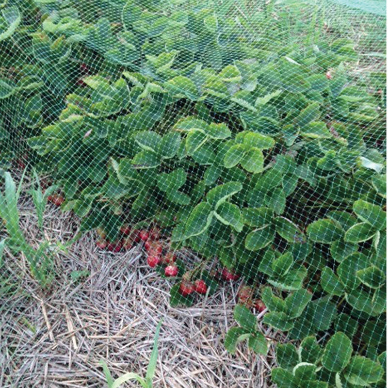 Ornex Bird Netting – 13' X 820' 1 Ornex Bird Netting – 13' X 820'