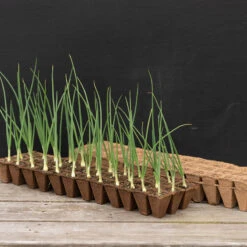 36 Cell Fertil Pots Strip – 144 Count