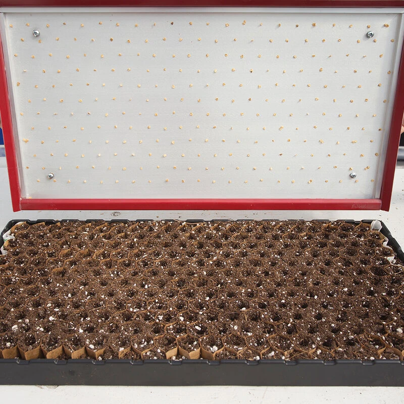 Seed Plate B264 1 Seed Plate B264