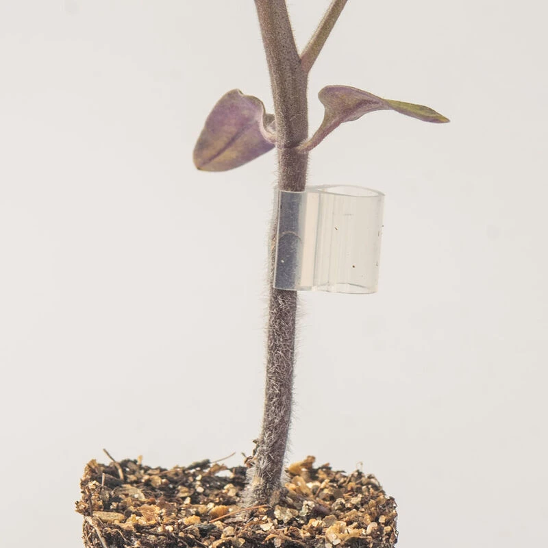 Top-Grafting Clips With Channel – 1.5 Mm 1 Top-Grafting Clips With Channel – 1.5 Mm