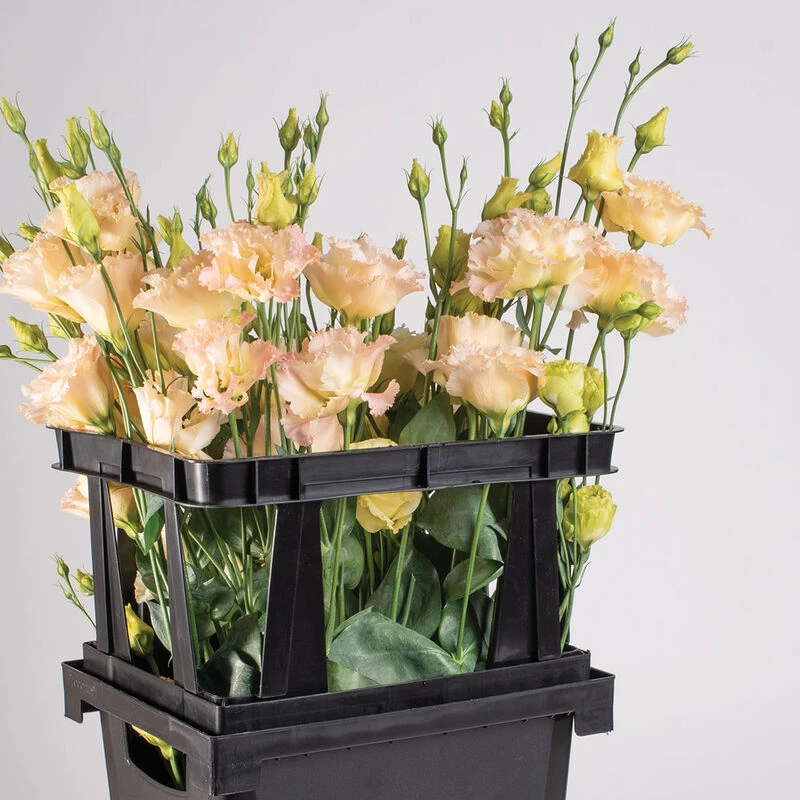 Florida Topframe 1 Florida Topframe