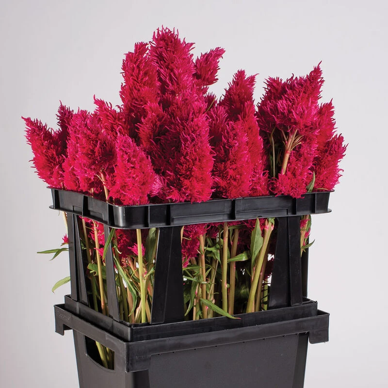 Florida Topframe 2 Florida Topframe - Image 2