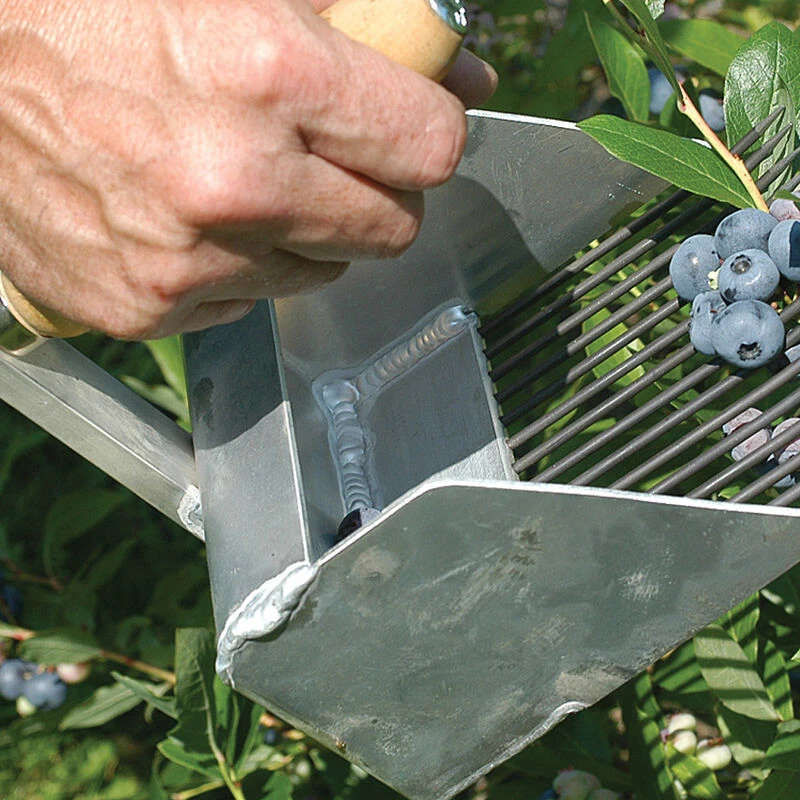 Highbush Blueberry Rake 1 Highbush Blueberry Rake