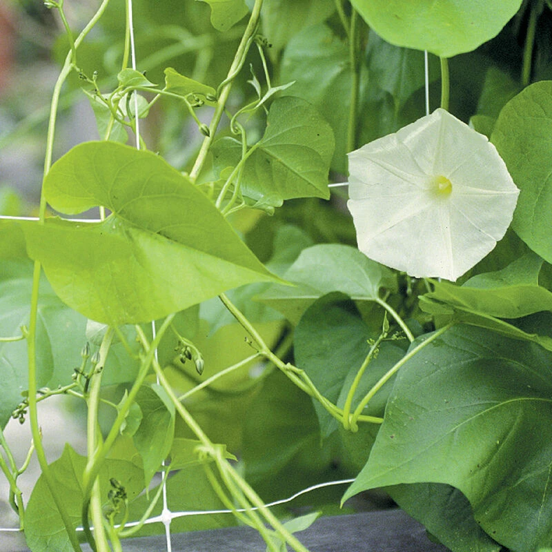 Hortonova FG – 79" X 3,280' 1 Hortonova FG – 79" X 3,280'