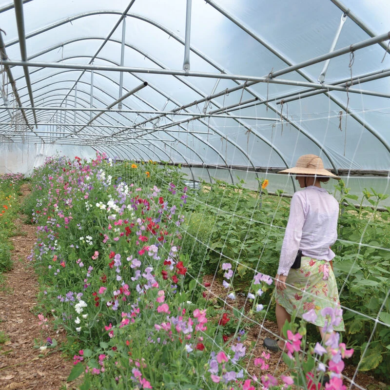 Hortonova FG – 79" X 250' 1 Hortonova FG – 79" X 250'