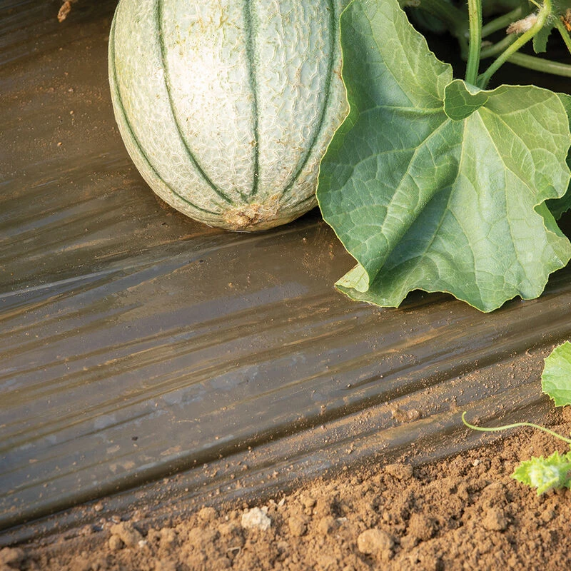 Solar Mulch – 4' X 50' 1 Solar Mulch – 4' X 50'