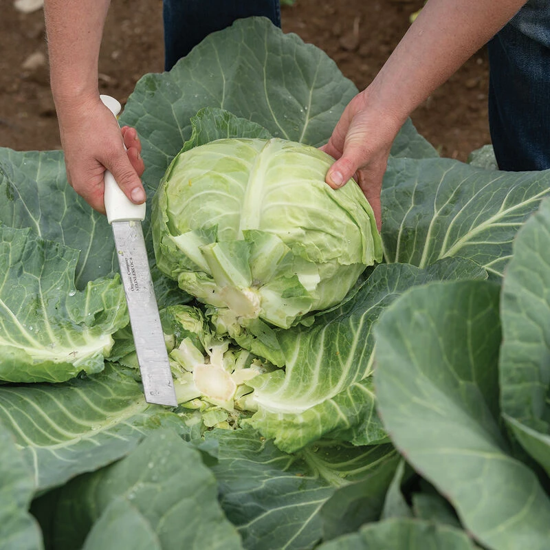 Stainless Steel Produce Knife 2 Stainless Steel Produce Knife - Image 2