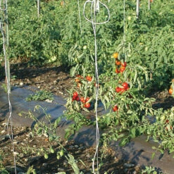 Tomato Twine – 1,000'