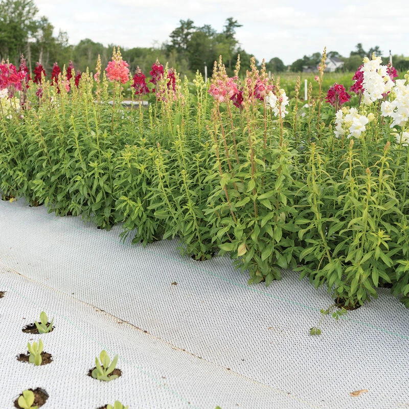 Reflective White/Black Ground Cover – 6' X 300' 1 Reflective White/Black Ground Cover – 6' X 300'