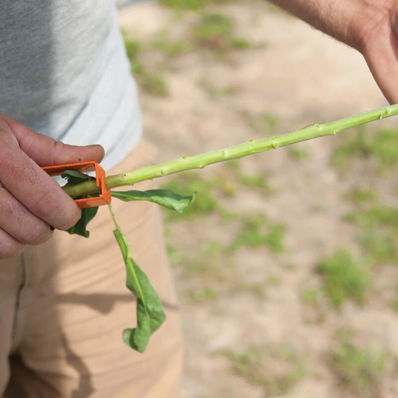 Thorn And Leaf Stripper 2 Thorn And Leaf Stripper - Image 2